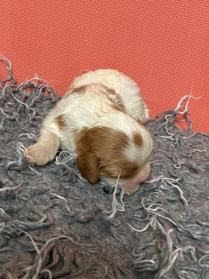 Les chiots de Cavalier King Charles Spaniel