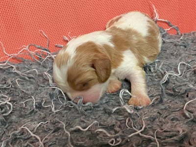 Les chiots de Cavalier King Charles Spaniel