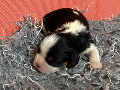 Les chiots de Cavalier King Charles Spaniel