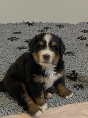 Les chiots de Bouvier Bernois