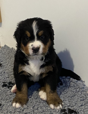 Les chiots de Bouvier Bernois