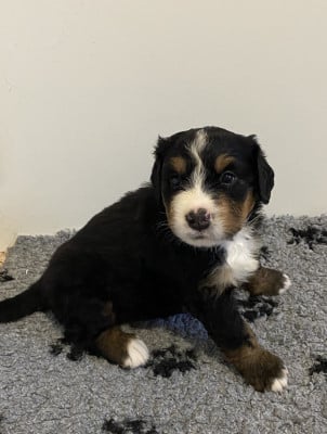 Les chiots de Bouvier Bernois