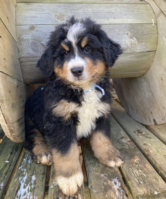 Les chiots de Bouvier Bernois