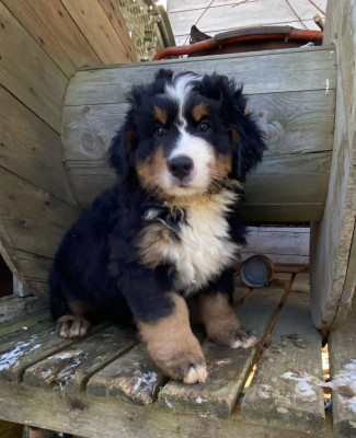 Les chiots de Bouvier Bernois