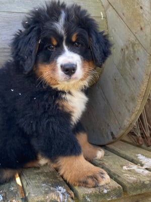 Les chiots de Bouvier Bernois