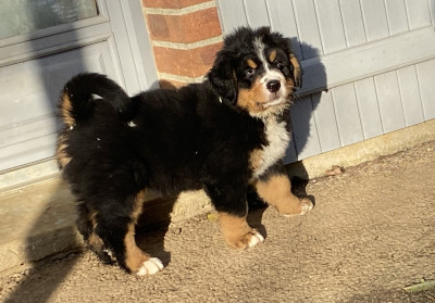 Les chiots de Bouvier Bernois