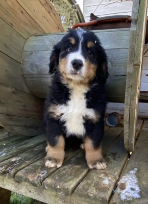 Les chiots de Bouvier Bernois