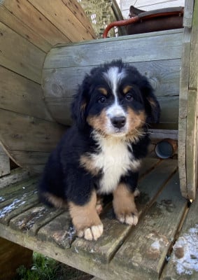 Les chiots de Bouvier Bernois