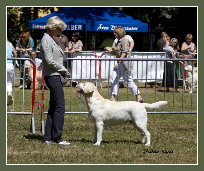 Donovan Of sweet eyes - 1 er exc CACL