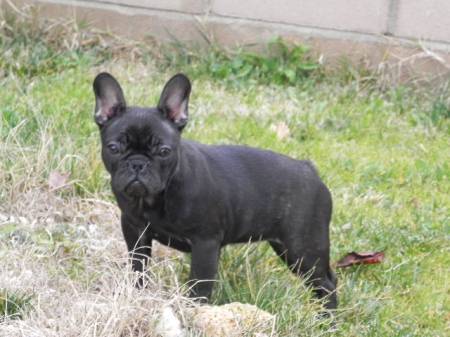 Publication : Can Daus Auteur : Can Daus