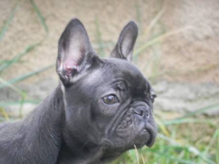 Publication : Can Daus Auteur : Can Daus