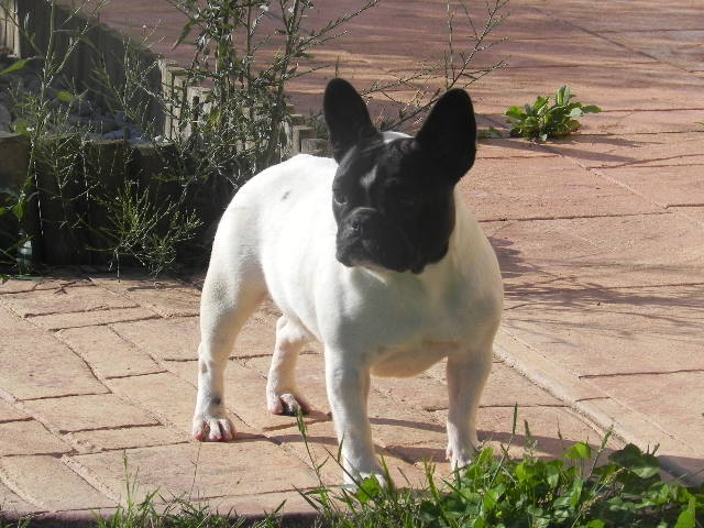 Publication : Can Daus Auteur : CAN DAUS