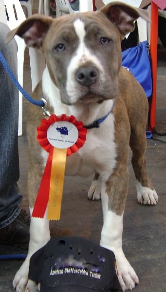 CH. God of ring's Du Domaine De Némésis - 1er très prometteur, meilleur de race baby