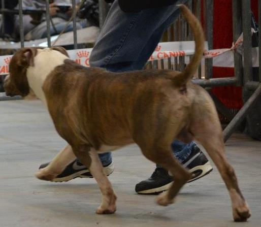 CH. God of ring's Du Domaine De Némésis - 1er excellent rcacs / rcacib