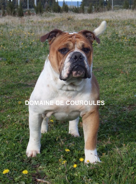 Publication : du domaine de Couroules Auteur : Domaine de Couroules