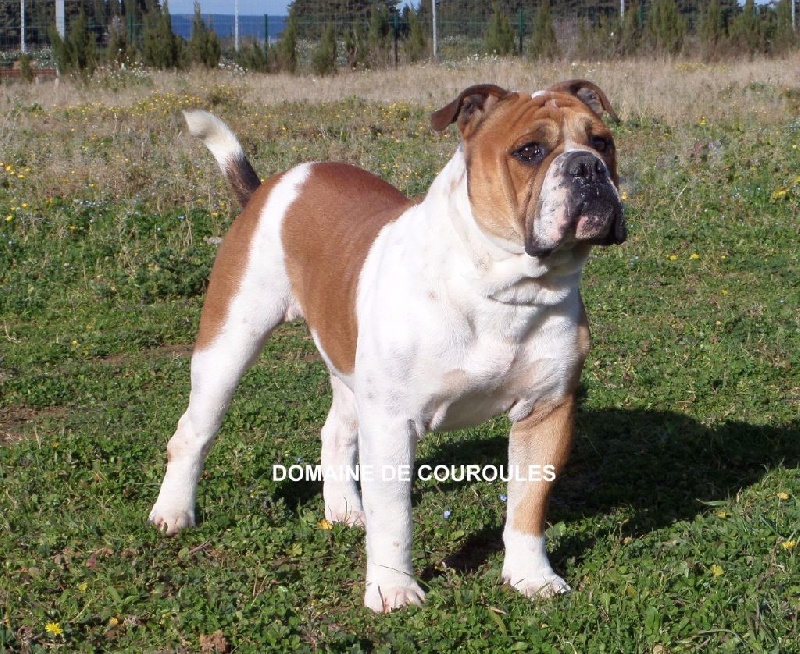 Publication : du domaine de Couroules Auteur : Domaine de Couroules