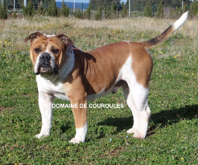 Publication : du domaine de Couroules Auteur : Domaine de Couroules