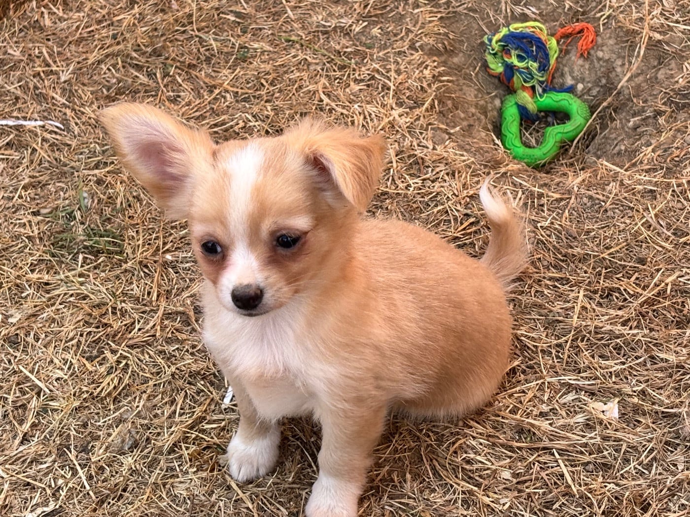 Chihuahua - du domaine de Couroules