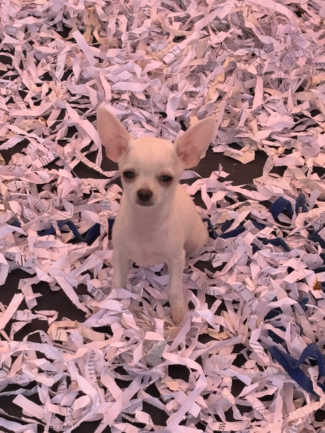 Chihuahua - du domaine de Couroules