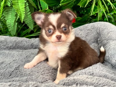 Les chiots de Chihuahua