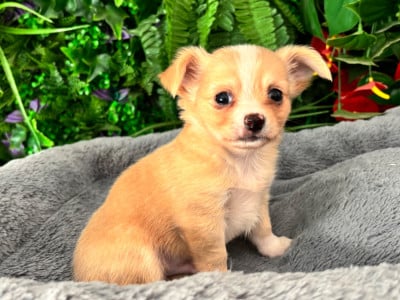 Les chiots de Chihuahua