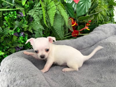 Les chiots de Chihuahua