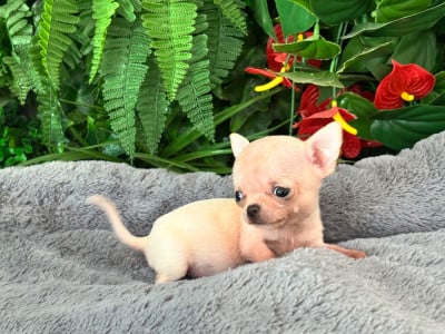 Les chiots de Chihuahua