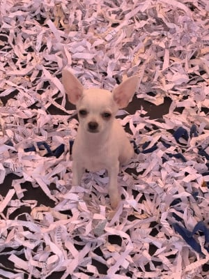 Les chiots de Chihuahua