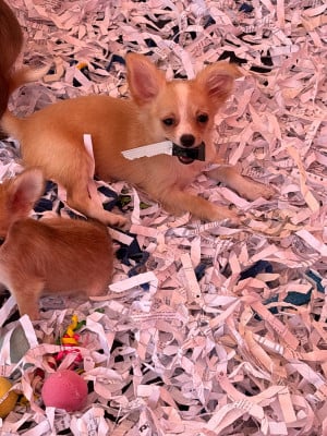 Les chiots de Chihuahua