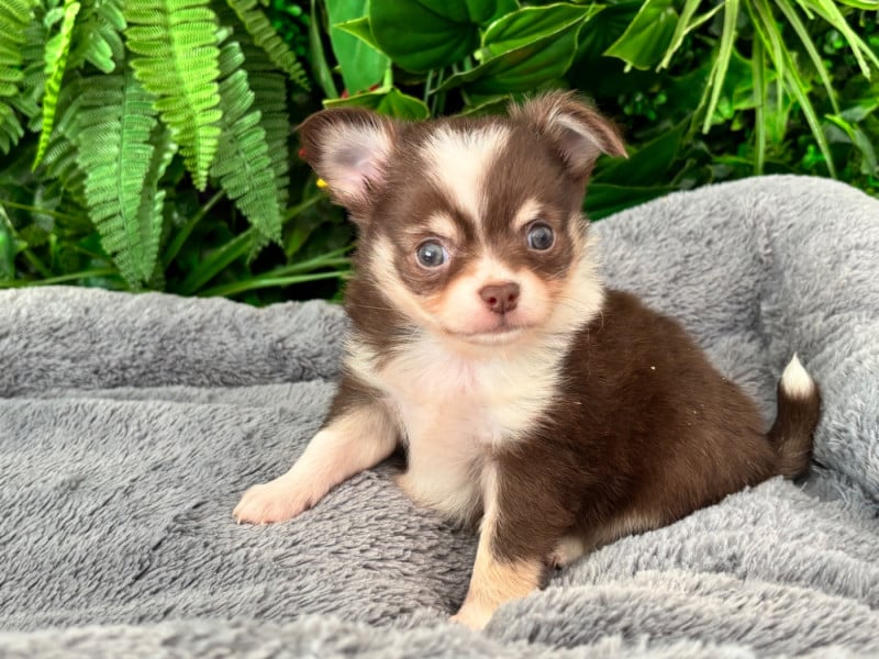 Chihuahua - du domaine de Couroules