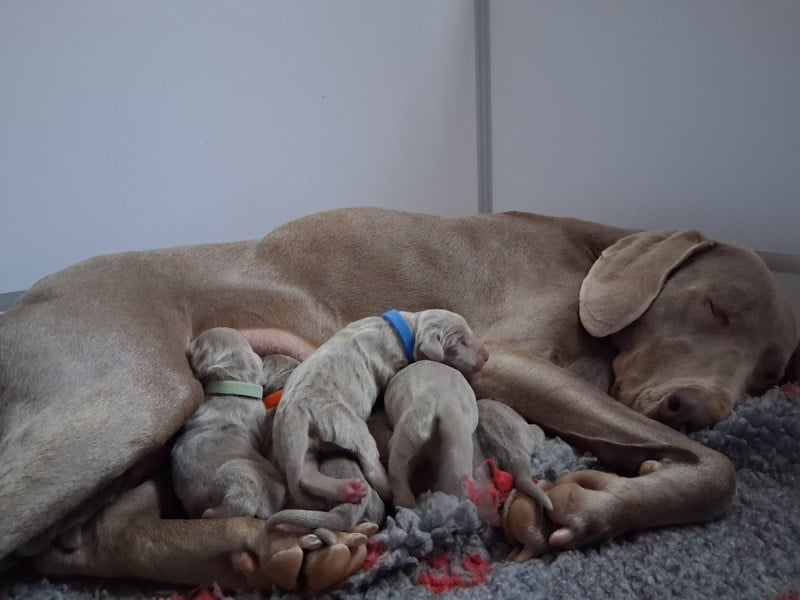 Braque de Weimar - des Bergeries Du Scadembourg