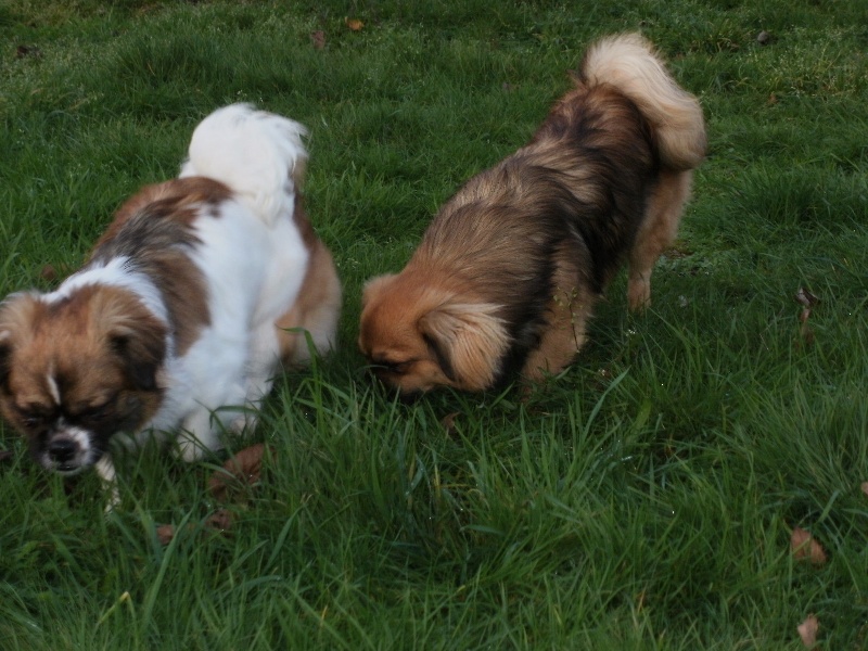 Publication : de la pommeraie du jet