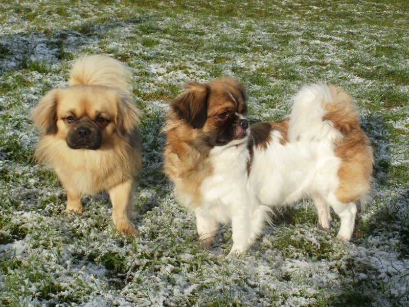 Publication : de la pommeraie du jet