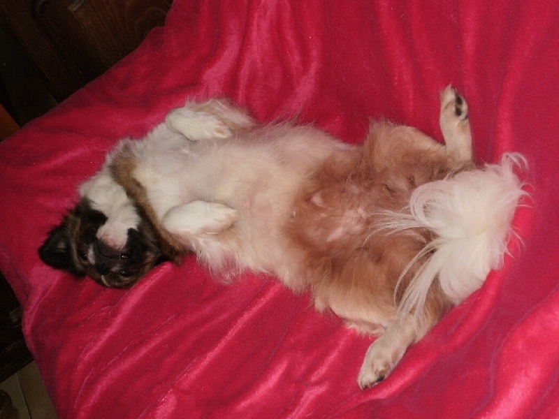 Publication : de la pommeraie du jet