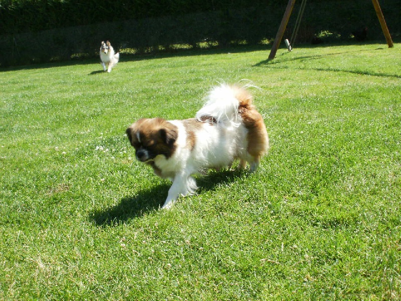 Publication : de la pommeraie du jet