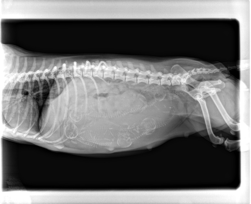 Publication : de la pommeraie du jet