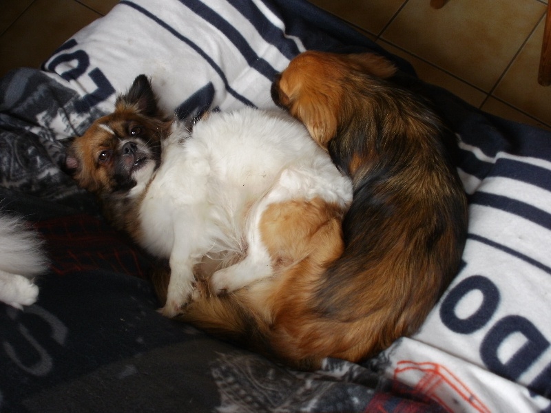 Publication : de la pommeraie du jet