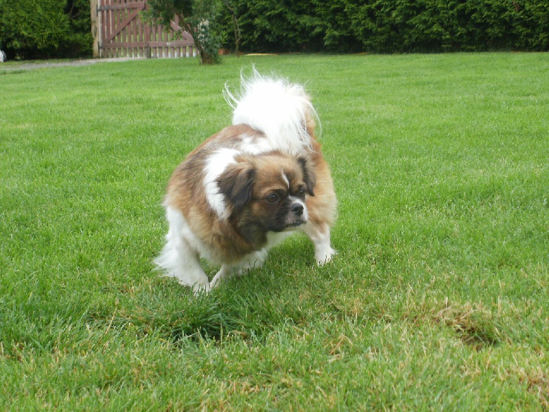 Publication : de la pommeraie du jet