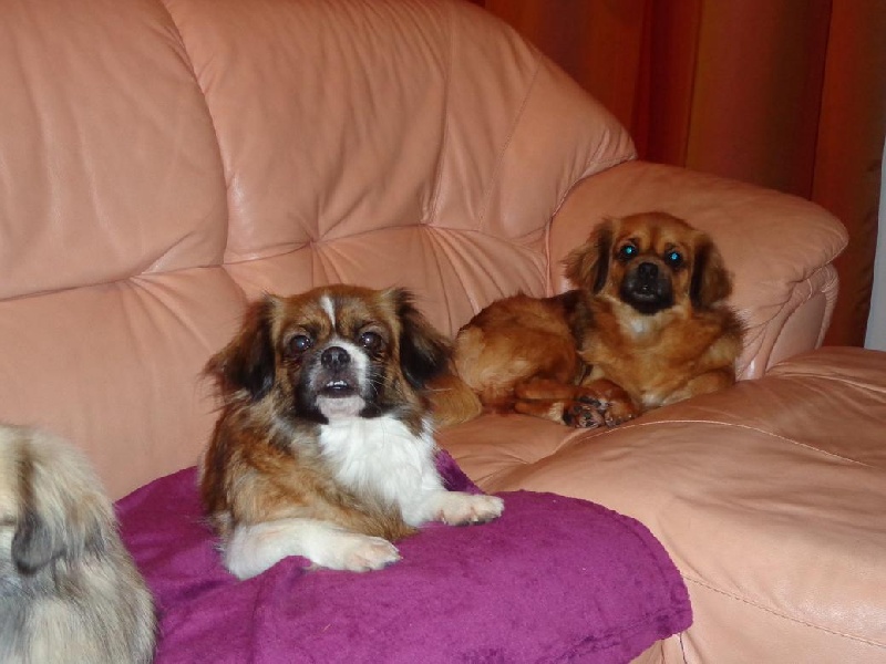 Publication : de la pommeraie du jet