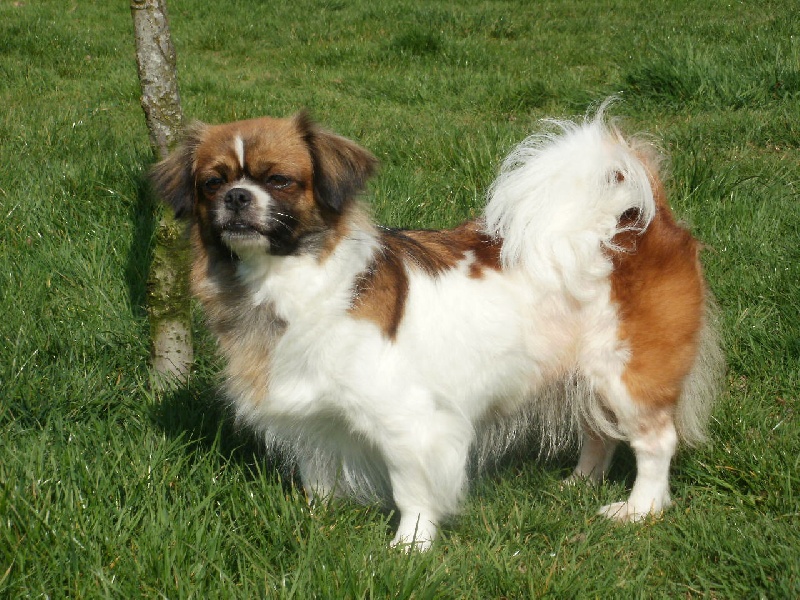 Publication : de la pommeraie du jet