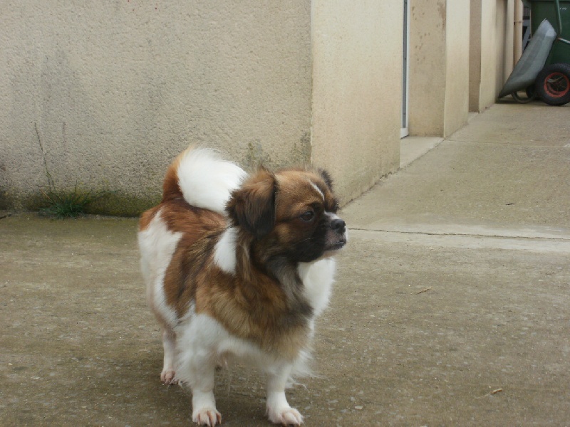 Publication : de la pommeraie du jet