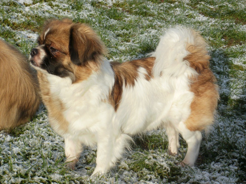 Publication : de la pommeraie du jet