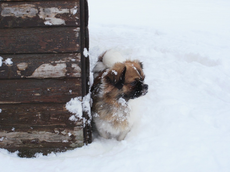 Publication : de la pommeraie du jet