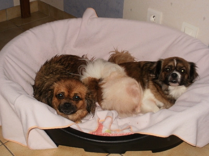 Publication : de la pommeraie du jet