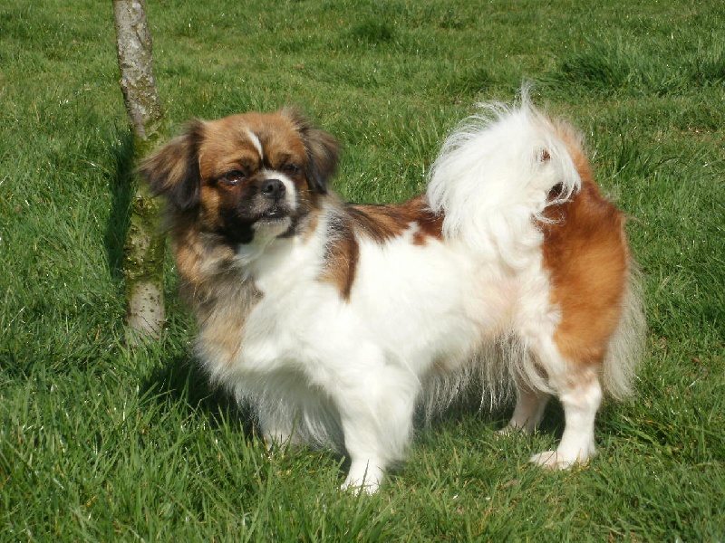 Publication : de la pommeraie du jet