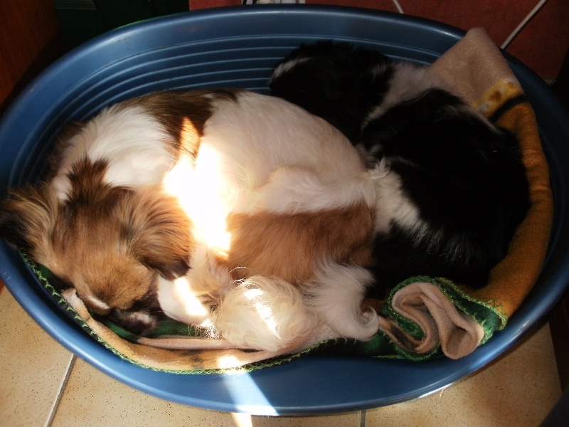 Publication : de la pommeraie du jet