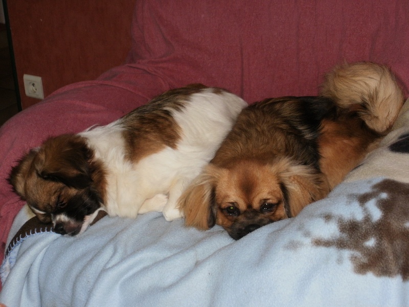 Publication : de la pommeraie du jet