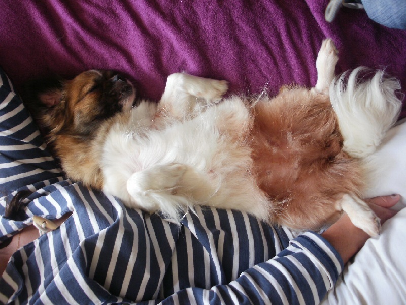 Publication : de la pommeraie du jet