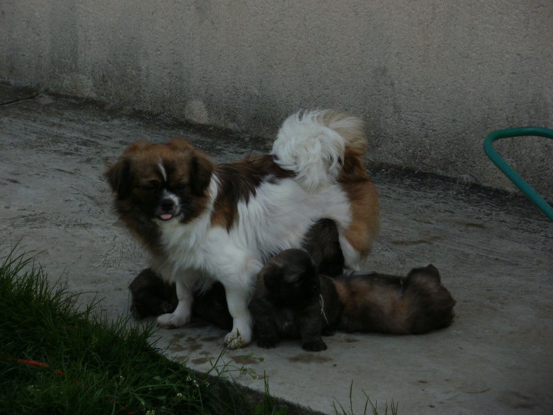 Publication : de la pommeraie du jet