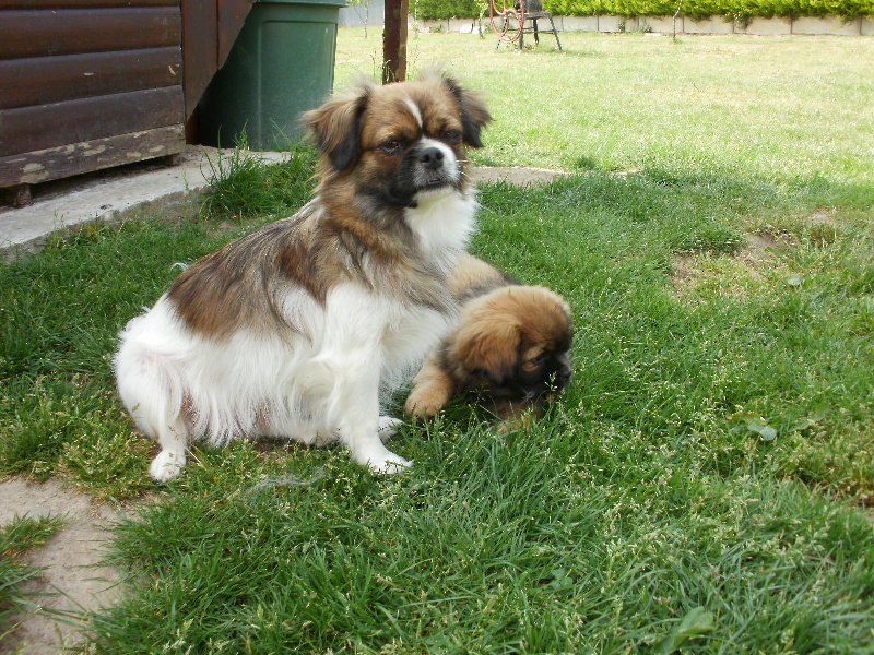 Publication : de la pommeraie du jet